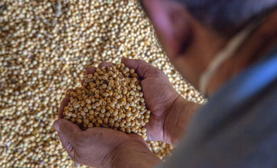 Até o final deste ano, o Porto de Paranaguá deve receber para descarga mais de 6,12 milhões de toneladas de granéis para exportação. O volume esperado para o último trimestre de 2019 é 14% maior que o total movimentado pelo setor no mesmo período do ano passado. Nos três últimos meses de 2018 foram exportadas cerca de 5,26 milhões de toneladas de soja, milho, farelo e açúcar. Foto: Claudio Neves/Portos do Paraná