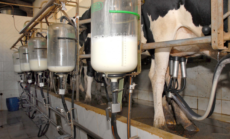 A Pesquisa da Pecuária Municipal (PPM) do Instituto Brasileiro de Geografia e Estatística (IBGE) confirma que o Paraná passou de terceiro para segundo maior produtor de leite do Brasil - foram 4,4 bilhões de litros produzidos em 2018