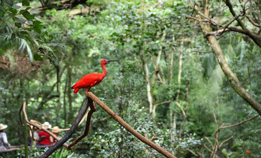 04/2019 - Foz do Iguaçu - Parque das Aves. Foto: José Fernando Ogura/AEN
