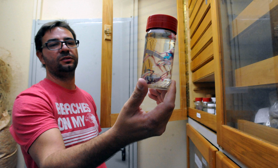 O Museu de Zoologia da UEL (MZUEL), ligado ao Departamento de Biologia Animal e Vegetal, do Centro de Ciências Biológicas (CCB), traz contribuições relevantes para a identificação de novas espécies de peixes no Brasil e na América do Sul. Só nos últimos 18 anos, foram identificadas e catalogadas 90 novas espécies de peixes por pesquisadores da UEL, em estudos conduzidos pelos professores do CCB, Oscar Akio Shibatta, José Luís Birindelli e Fernando Jerep. Foto: Divulgação/UEL