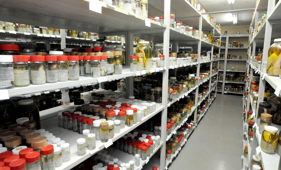 O Museu de Zoologia da UEL (MZUEL), ligado ao Departamento de Biologia Animal e Vegetal, do Centro de Ciências Biológicas (CCB), traz contribuições relevantes para a identificação de novas espécies de peixes no Brasil e na América do Sul. Só nos últimos 18 anos, foram identificadas e catalogadas 90 novas espécies de peixes por pesquisadores da UEL, em estudos conduzidos pelos professores do CCB, Oscar Akio Shibatta, José Luís Birindelli e Fernando Jerep. Foto: Divulgação/UEL
