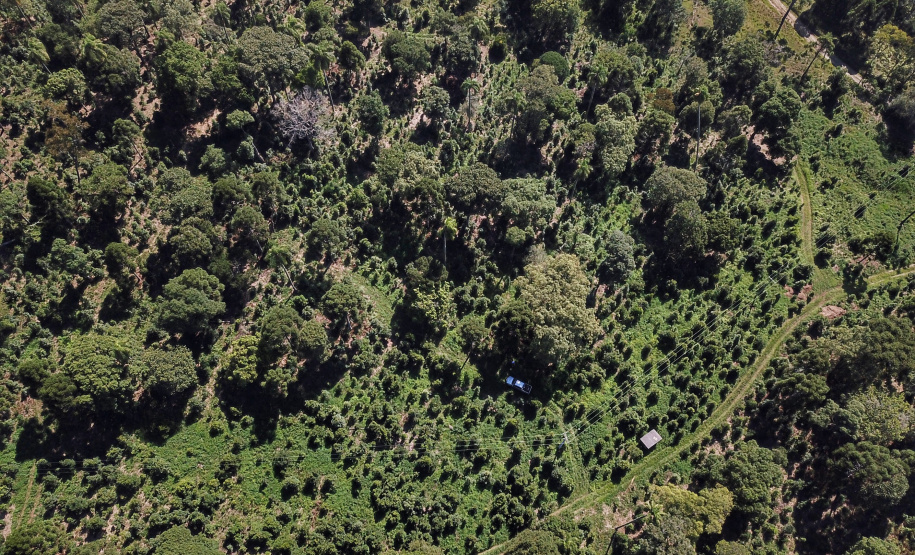 Produção de Erva Mate em São Mateus do Sul. Foto: José Fernando Ogura/ANPr - 01/2019