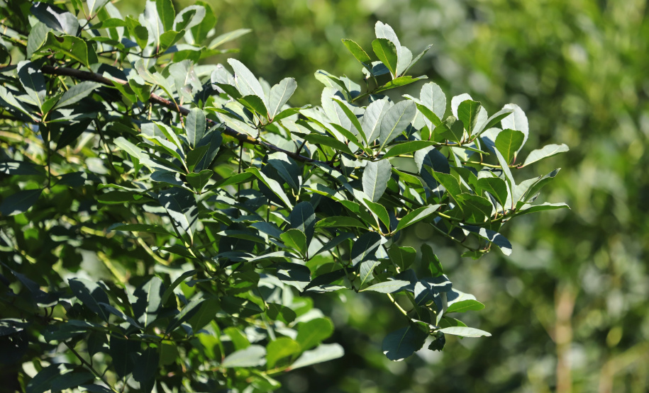 Produção de Erva Mate em São Mateus do Sul. Foto: José Fernando Ogura/ANPr - 01/2019