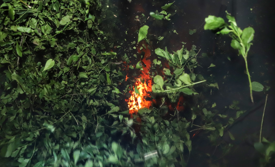 Produção de Erva Mate em São Mateus do Sul. Foto: José Fernando Ogura/ANPr - 01/2019