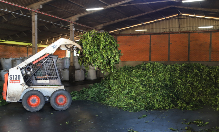 Produção de Erva Mate em São Mateus do Sul. Foto: José Fernando Ogura/ANPr - 01/2019