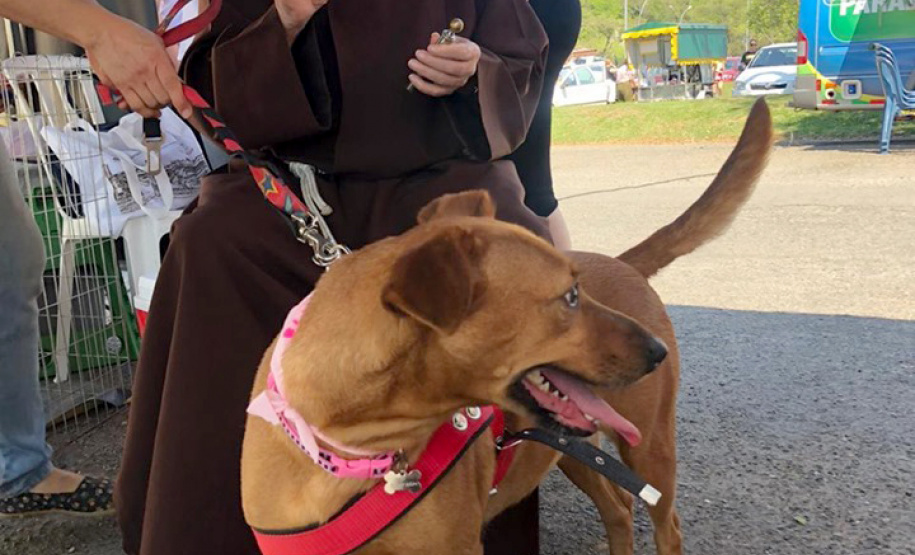 O Paraná Pet Amigo resultou na adoção de 91 animais, consequência dos eventos realizados no Parque Barigui, em Curitiba, e em diversos pontos do Interior do Estado. A ação promovida pela Secretaria de Estado Desenvolvimento Sustentável e do Turismo ocorreu no sábado (05) simultaneamente a outras atividades do Outubro Rosa, com programação integrada pelas Secretarias de Estado da Justiça, Família e Trabalho e da Saúde.