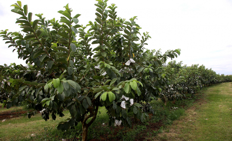 Plantação de goiaba em Carlópolis. Foto:Jaelson Lucas / AEN