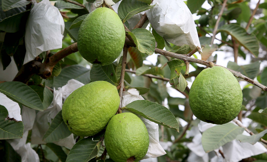 Plantação de goiaba em Carlópolis. Foto:Jaelson Lucas / AEN