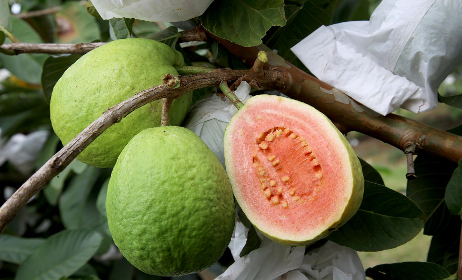 Plantação de goiaba em Carlópolis. Foto:Jaelson Lucas / AEN