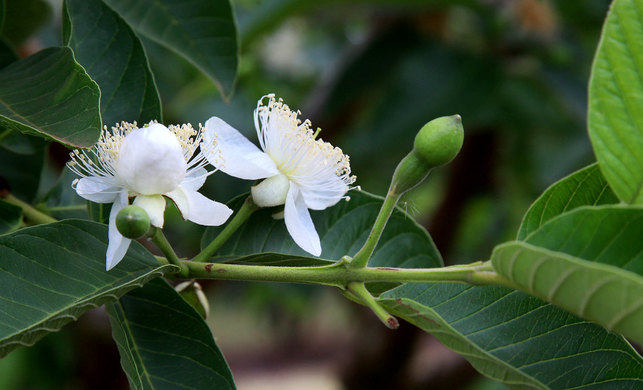 Plantação de goiaba em Carlópolis. Foto:Jaelson Lucas / AEN