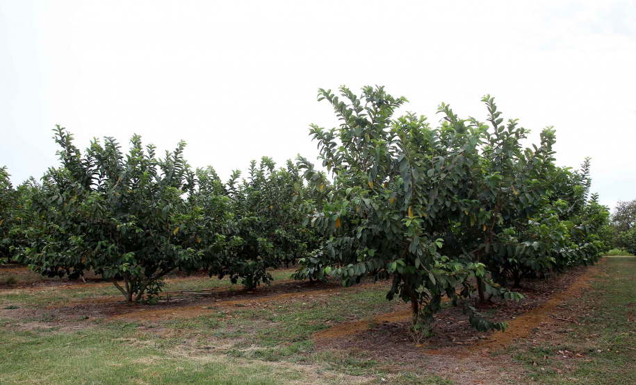 Plantação de goiaba em Carlópolis. Foto:Jaelson Lucas / AEN