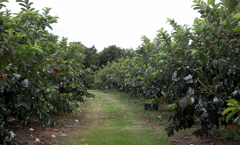 Plantação de goiaba em Carlópolis. Foto:Jaelson Lucas / AEN
