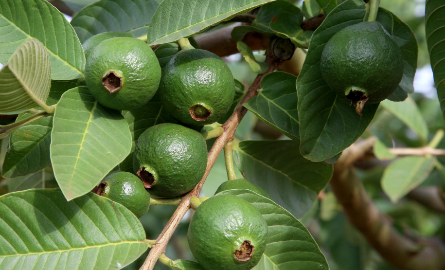 Plantação de goiaba em Carlópolis. Foto:Jaelson Lucas / AEN