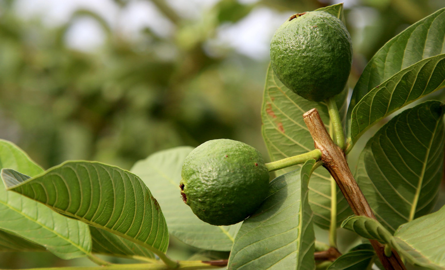 Plantação de goiaba em Carlópolis. Foto:Jaelson Lucas / AEN