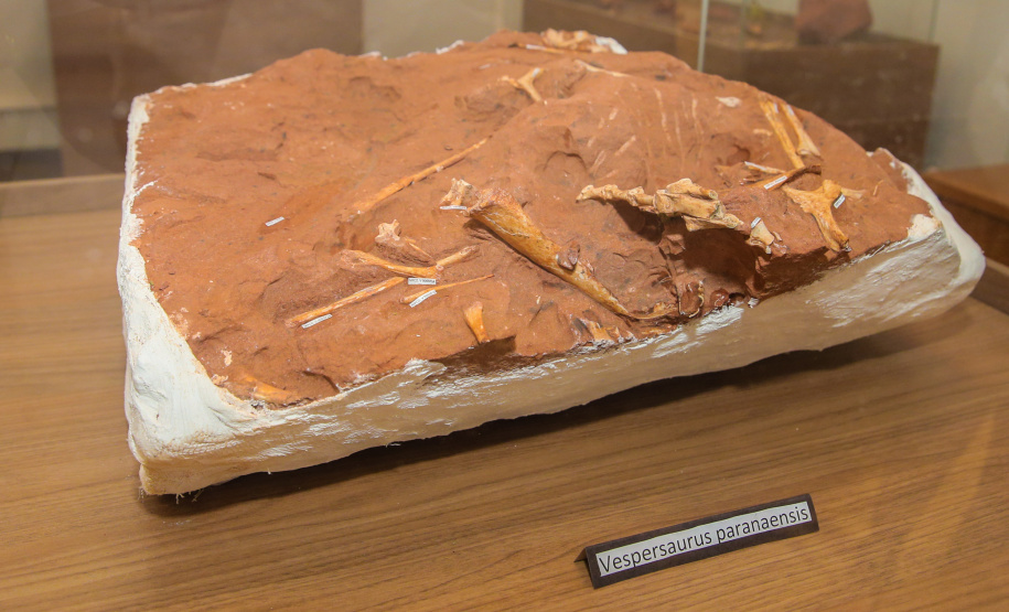 Uma escavação na beira da estrada para escoar a água da chuva acabou revelando um dos sítios paleontológicos mais importantes do Brasil, localizado em Cruzeiro do Oeste, no Noroeste do Paraná