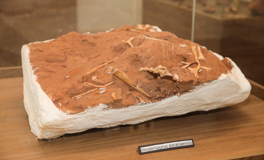 Uma escavação na beira da estrada para escoar a água da chuva acabou revelando um dos sítios paleontológicos mais importantes do Brasil, localizado em Cruzeiro do Oeste, no Noroeste do Paraná