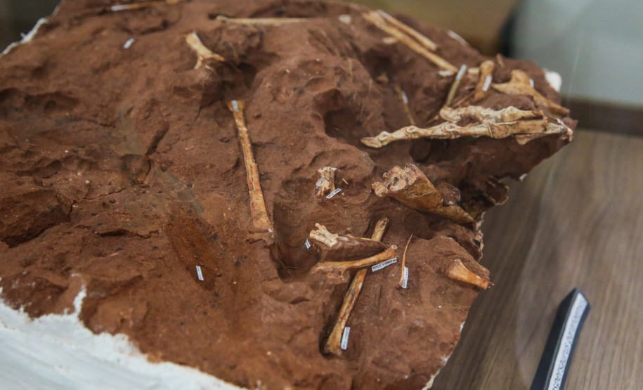 Uma escavação na beira da estrada para escoar a água da chuva acabou revelando um dos sítios paleontológicos mais importantes do Brasil, localizado em Cruzeiro do Oeste, no Noroeste do Paraná