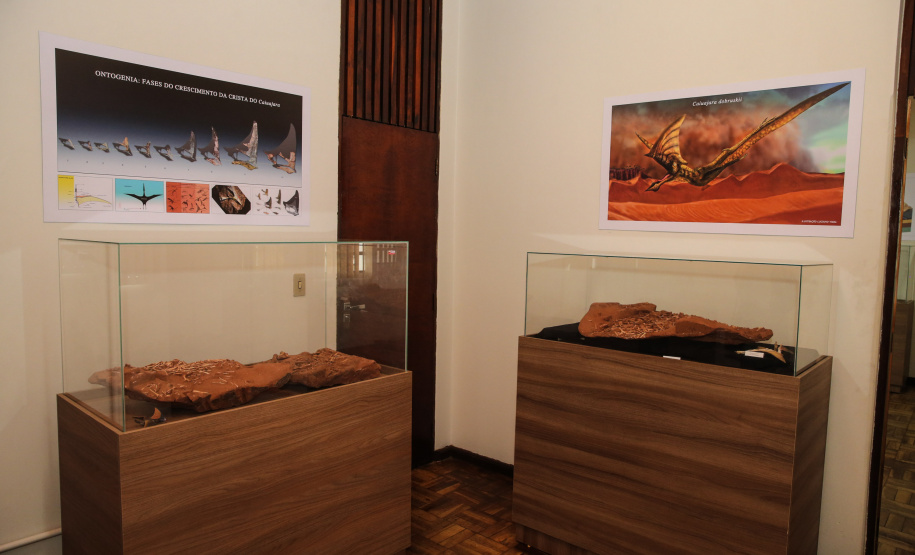Uma escavação na beira da estrada para escoar a água da chuva acabou revelando um dos sítios paleontológicos mais importantes do Brasil, localizado em Cruzeiro do Oeste, no Noroeste do Paraná