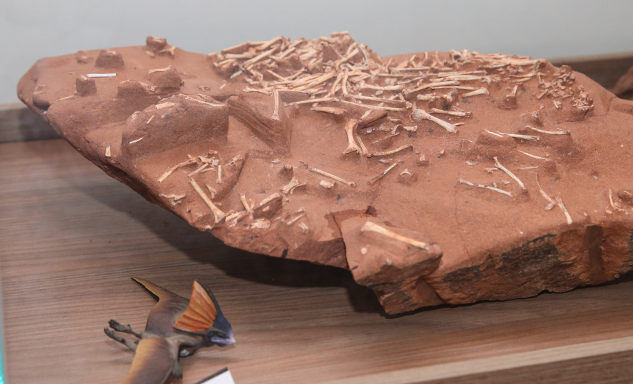 Uma escavação na beira da estrada para escoar a água da chuva acabou revelando um dos sítios paleontológicos mais importantes do Brasil, localizado em Cruzeiro do Oeste, no Noroeste do Paraná