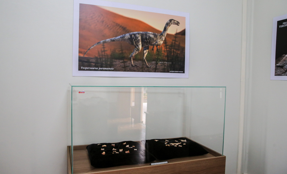 Uma escavação na beira da estrada para escoar a água da chuva acabou revelando um dos sítios paleontológicos mais importantes do Brasil, localizado em Cruzeiro do Oeste, no Noroeste do Paraná