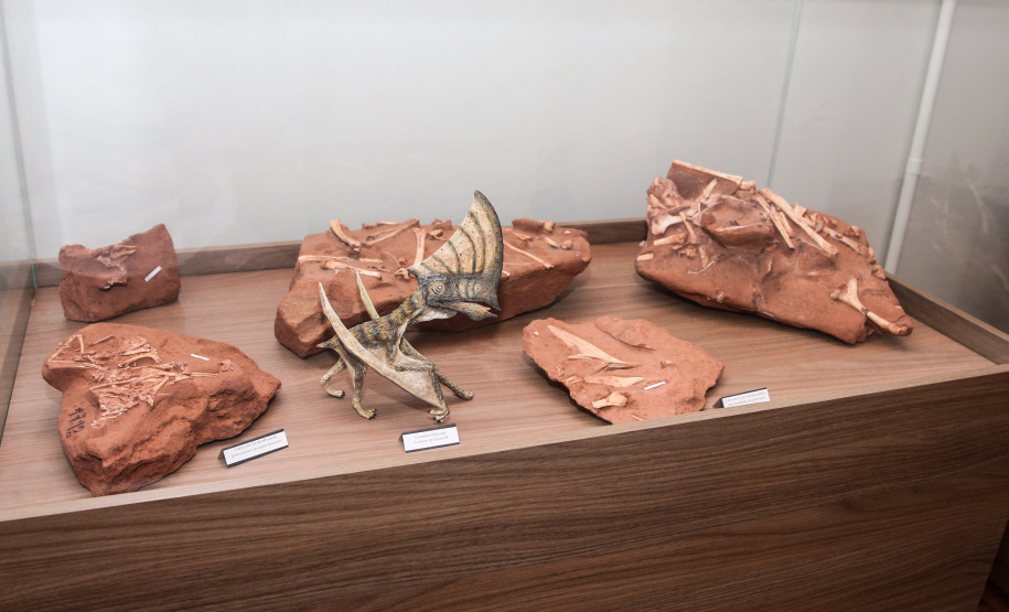 Uma escavação na beira da estrada para escoar a água da chuva acabou revelando um dos sítios paleontológicos mais importantes do Brasil, localizado em Cruzeiro do Oeste, no Noroeste do Paraná