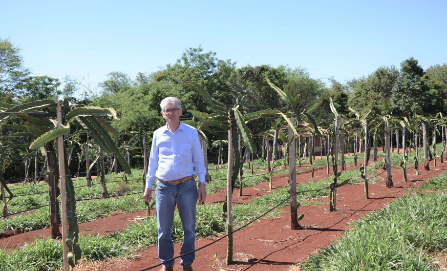 Um novo empreendimento de fruticultura, que recebe investimentos de R$ 26 milhões e está sendo instalado em Santo Antonio do Paraíso, no Norte Pioneiro, deverá impactar a economia da região. O empreendimento Vila Puree é integrado com produtores, que vão produzir oito tipos de frutas para extração da polpa. A renda que será gerada no campo está estimada em R$ 3,2 milhões por ano agrícola. Foto:Divulgação/SEAB