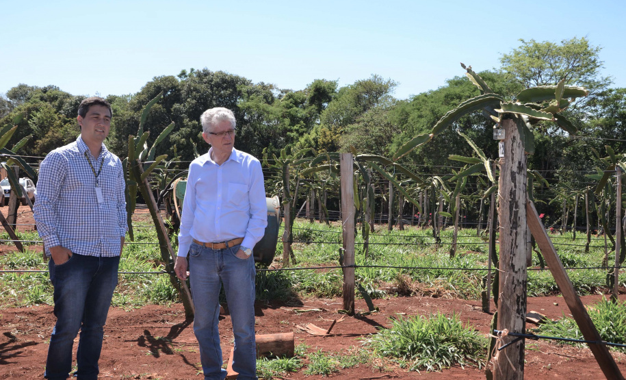 Um novo empreendimento de fruticultura, que recebe investimentos de R$ 26 milhões e está sendo instalado em Santo Antonio do Paraíso, no Norte Pioneiro, deverá impactar a economia da região. O empreendimento Vila Puree é integrado com produtores, que vão produzir oito tipos de frutas para extração da polpa. A renda que será gerada no campo está estimada em R$ 3,2 milhões por ano agrícola. Foto:Divulgação/SEAB