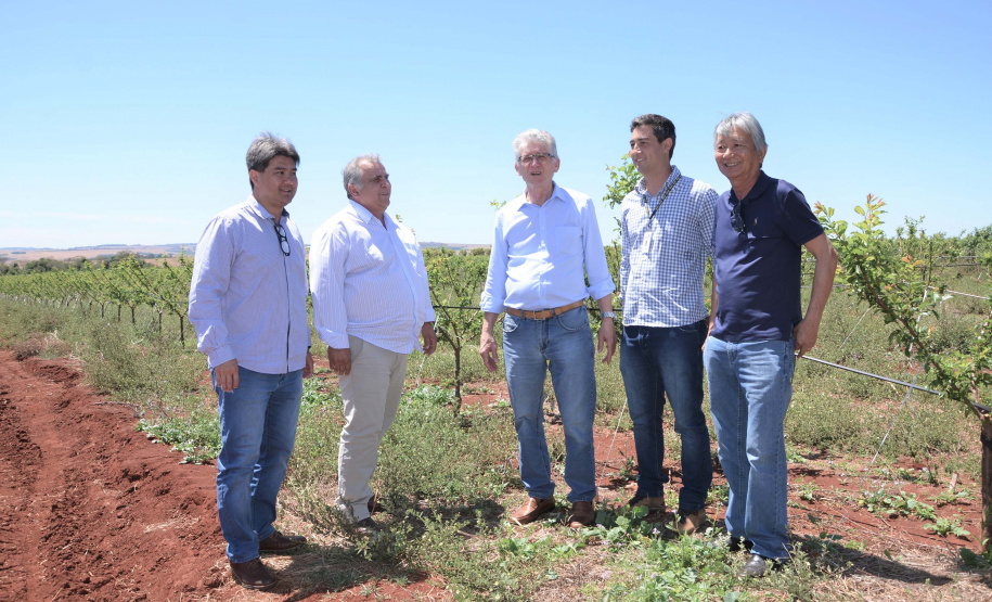 Um novo empreendimento de fruticultura, que recebe investimentos de R$ 26 milhões e está sendo instalado em Santo Antonio do Paraíso, no Norte Pioneiro, deverá impactar a economia da região. O empreendimento Vila Puree é integrado com produtores, que vão produzir oito tipos de frutas para extração da polpa. A renda que será gerada no campo está estimada em R$ 3,2 milhões por ano agrícola. Foto:Divulgação/SEAB