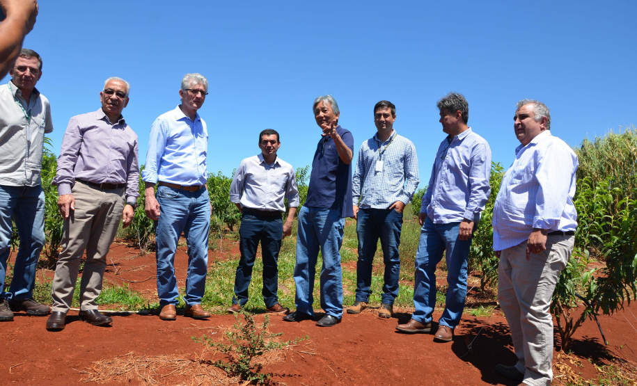 Um novo empreendimento de fruticultura, que recebe investimentos de R$ 26 milhões e está sendo instalado em Santo Antonio do Paraíso, no Norte Pioneiro, deverá impactar a economia da região. O empreendimento Vila Puree é integrado com produtores, que vão produzir oito tipos de frutas para extração da polpa. A renda que será gerada no campo está estimada em R$ 3,2 milhões por ano agrícola. Foto:Divulgação/SEAB