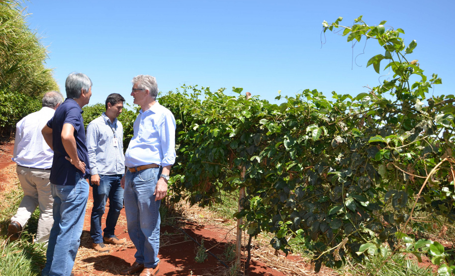 Um novo empreendimento de fruticultura, que recebe investimentos de R$ 26 milhões e está sendo instalado em Santo Antonio do Paraíso, no Norte Pioneiro, deverá impactar a economia da região. O empreendimento Vila Puree é integrado com produtores, que vão produzir oito tipos de frutas para extração da polpa. A renda que será gerada no campo está estimada em R$ 3,2 milhões por ano agrícola. Foto:Divulgação/SEAB