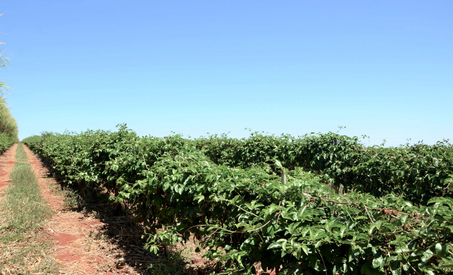 Um novo empreendimento de fruticultura, que recebe investimentos de R$ 26 milhões e está sendo instalado em Santo Antonio do Paraíso, no Norte Pioneiro, deverá impactar a economia da região. O empreendimento Vila Puree é integrado com produtores, que vão produzir oito tipos de frutas para extração da polpa. A renda que será gerada no campo está estimada em R$ 3,2 milhões por ano agrícola. Foto:Divulgação/SEAB