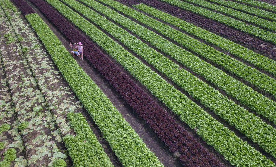 Sai o resultado da análise documental do edital do Coopera Paraná. Foto: José Fernando Ogura/AEN