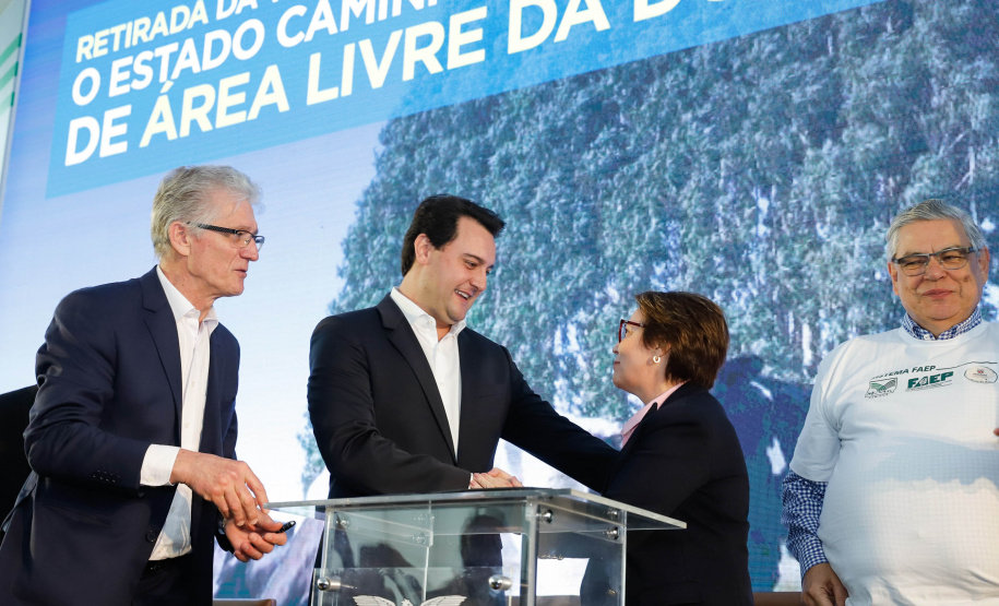 O Paraná deixará de vacinar os rebanhos de bovinos e bubalinos contra a febre aftosa a partir de 31 de outubro. A suspensão da vacinação foi autorizada por instrução normativa assinada nesta terça-feira (15) pela ministra da Agricultura, Pecuária e Abastecimento, Tereza Cristina, e o governador Carlos Massa Ratinho Junior, no Palácio Iguaçu.