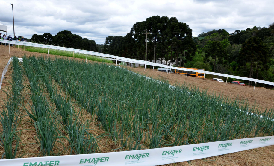 Cerca de 500 produtores participaram nesta quarta-feira (16) do 29º Encontro Estadual de Produtores de Cebola, no município de Quitandinha, Região Metropolitana de Curitiba