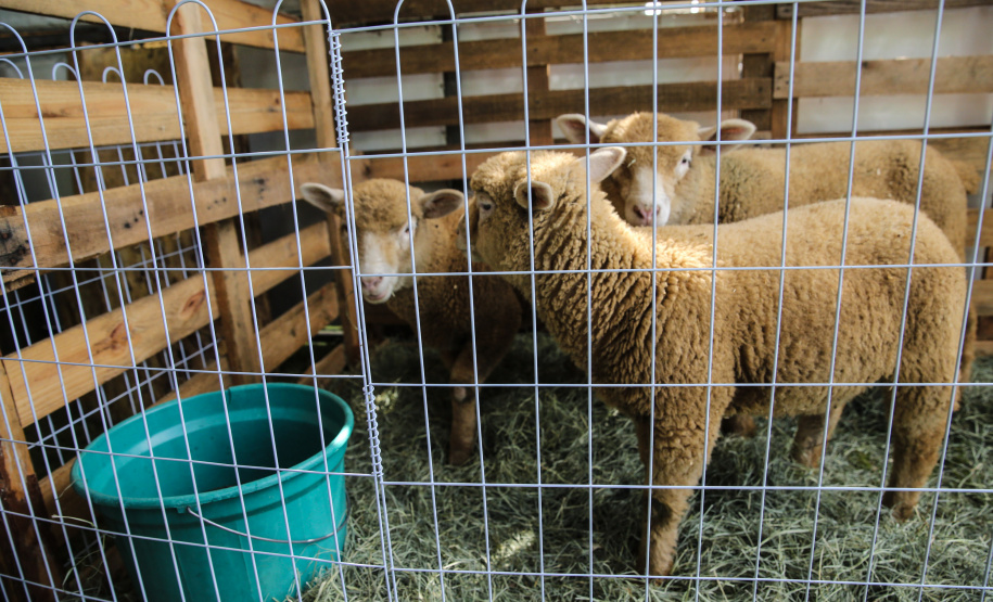 O governador Carlos Massa Ratinho Junior participa nesta quinta-feira (17),  no Parque de Exposições Lacerda Werneck, em Guarapuava, da primeira edição da Agropec, evento voltado a produtores rurais da região e que reúne palestras técnicas, leilões de animais e culinária tropeira e regional. Guarapuava, 17/10/2019 -  Foto: Geraldo Bubniak/AEN