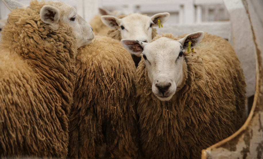 O governador Carlos Massa Ratinho Junior participa nesta quinta-feira (17),  no Parque de Exposições Lacerda Werneck, em Guarapuava, da primeira edição da Agropec, evento voltado a produtores rurais da região e que reúne palestras técnicas, leilões de animais e culinária tropeira e regional. Guarapuava, 17/10/2019 -  Foto: Geraldo Bubniak/AEN