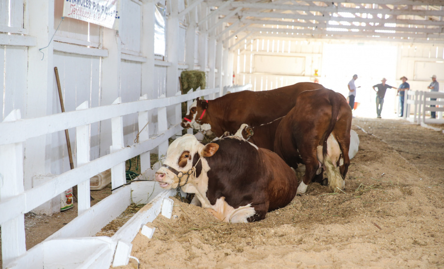 O governador Carlos Massa Ratinho Junior participa nesta quinta-feira (17),  no Parque de Exposições Lacerda Werneck, em Guarapuava, da primeira edição da Agropec, evento voltado a produtores rurais da região e que reúne palestras técnicas, leilões de animais e culinária tropeira e regional. Guarapuava, 17/10/2019 -  Foto: Geraldo Bubniak/AEN
