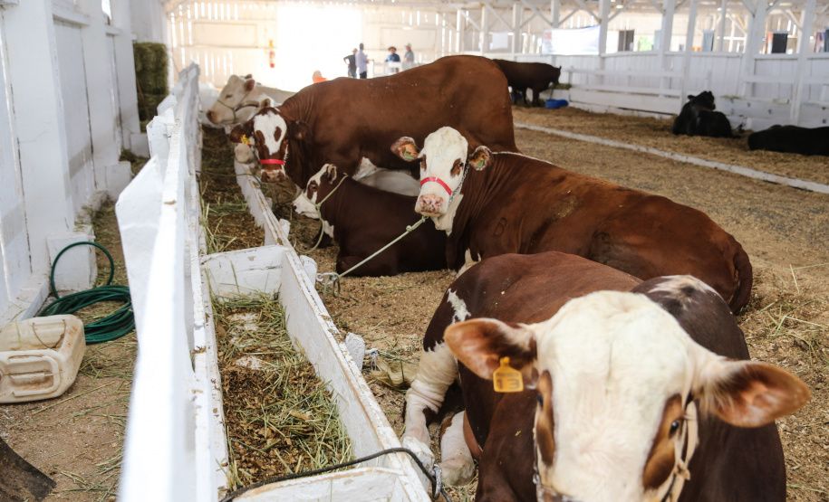 O governador Carlos Massa Ratinho Junior participa nesta quinta-feira (17),  no Parque de Exposições Lacerda Werneck, em Guarapuava, da primeira edição da Agropec, evento voltado a produtores rurais da região e que reúne palestras técnicas, leilões de animais e culinária tropeira e regional. Guarapuava, 17/10/2019 -  Foto: Geraldo Bubniak/AEN