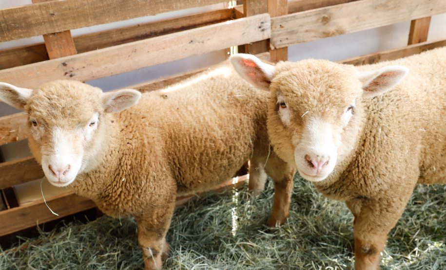 O governador Carlos Massa Ratinho Junior esteve nesta quinta-feira (17) na Agropec, nova feira agrotécnica de Guarapuava, na região central do Estado. No encontro com produtores, na abertura do evento, o governador destacou o fim da vacinação contra a febre aftosa no Paraná e disse que a região Centro-Sul será beneficiada pela medida.