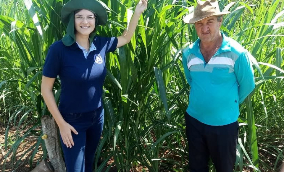 Projeto de leite movimenta economia da região central. Foto: Emater
