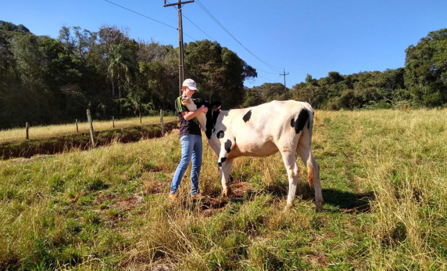 Projeto de leite movimenta economia da região central. Foto: Emater