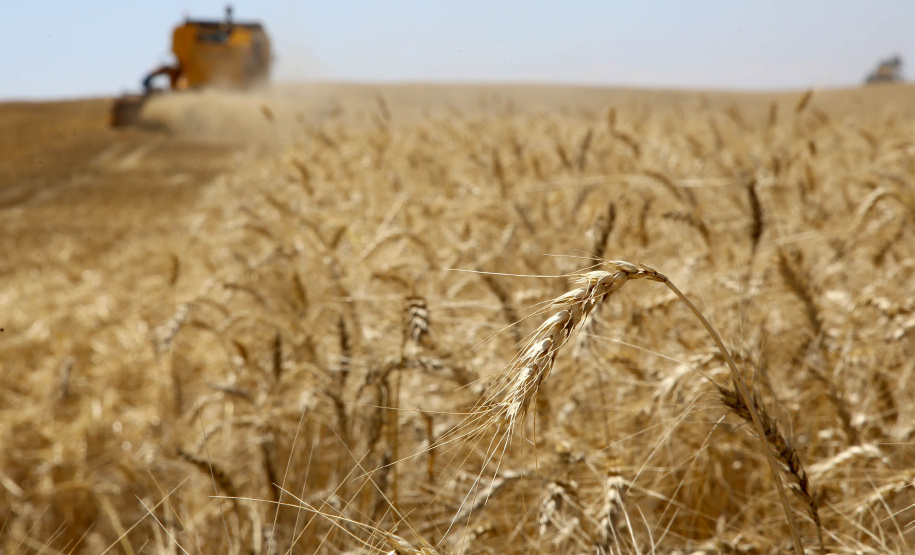 Colheita de trigo. Pitanga,11/10/2019 Foto:Jaelson Lucas / AEN