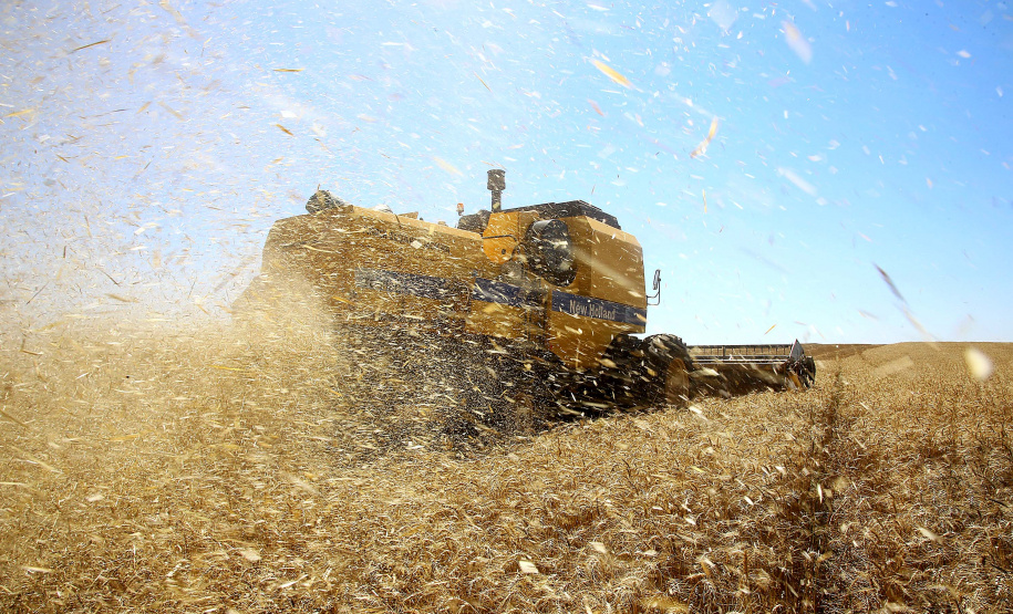 Colheita de trigo. Pitanga,11/10/2019 Foto:Jaelson Lucas / AEN