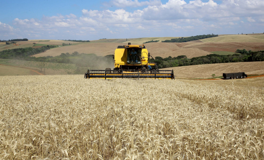 Colheita de trigo. Pitanga,11/10/2019 Foto:Jaelson Lucas / AEN