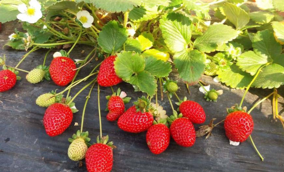 Um dos passeios mais alternativos do Paraná é o roteiro Caminhos do Guajuvira, em Araucária, na Região Metropolitana de Curitiba, onde os prédios dão espaço para a história e a vida no campo. O roteiro completo recebeu mais de 10 mil turistas desde a sua abertura, em 2004, e faz parte do planejamento turístico do Estado de explorar também os potenciais pouco conhecidos da Grande Curitiba. Foto: Divulgação