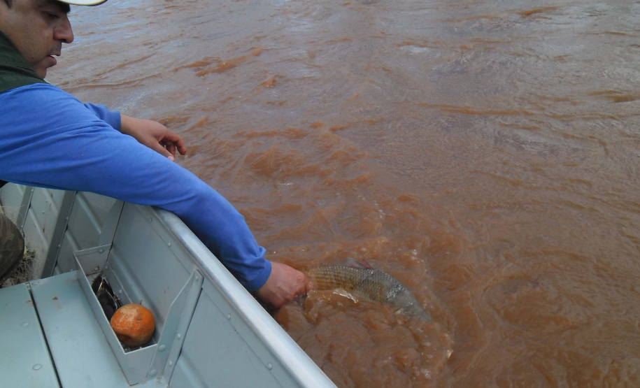 O Instituto Ambiental do Paraná (IAP) anuncia o período de restrição à pesca de espécies nativas no Paraná a partir desta sexta-feira (01) e segue até março de 2020. Todas as espécies nativas do Estado são protegidas, como bagre, dourado, jaú, pintado e lambari. É durante esse período, conhecido como piracema, que a maioria delas se reproduz. Foto: Arquivo/IAP