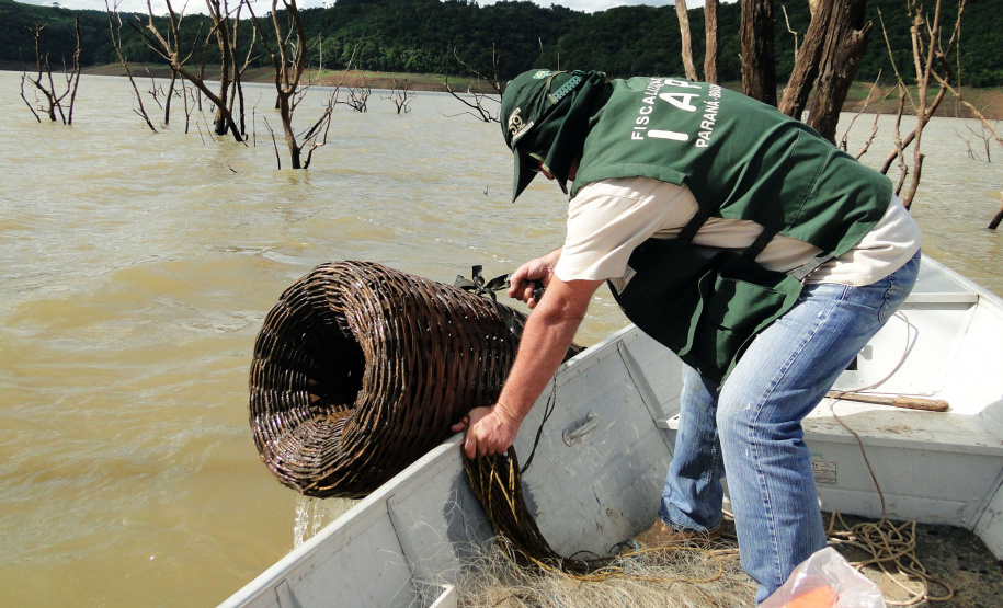 O Instituto Ambiental do Paraná (IAP) anuncia o período de restrição à pesca de espécies nativas no Paraná a partir desta sexta-feira (01) e segue até março de 2020. Todas as espécies nativas do Estado são protegidas, como bagre, dourado, jaú, pintado e lambari. É durante esse período, conhecido como piracema, que a maioria delas se reproduz. Foto: Arquivo/IAP