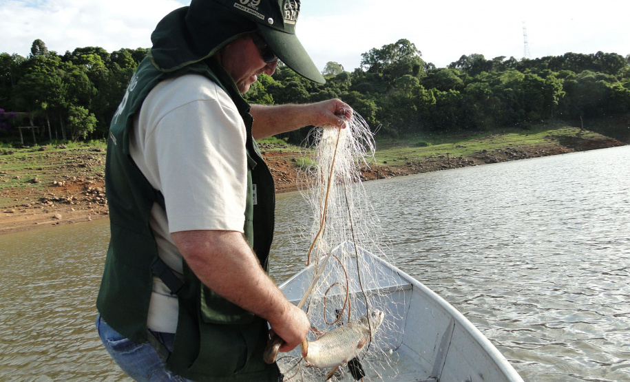 O Instituto Ambiental do Paraná (IAP) anuncia o período de restrição à pesca de espécies nativas no Paraná a partir desta sexta-feira (01) e segue até março de 2020. Todas as espécies nativas do Estado são protegidas, como bagre, dourado, jaú, pintado e lambari. É durante esse período, conhecido como piracema, que a maioria delas se reproduz. Foto: Arquivo/IAP