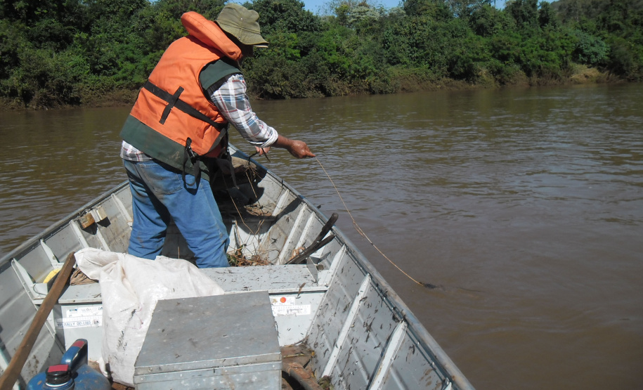 O Instituto Ambiental do Paraná (IAP) anuncia o período de restrição à pesca de espécies nativas no Paraná a partir desta sexta-feira (01) e segue até março de 2020. Todas as espécies nativas do Estado são protegidas, como bagre, dourado, jaú, pintado e lambari. É durante esse período, conhecido como piracema, que a maioria delas se reproduz. Foto: Arquivo/IAP