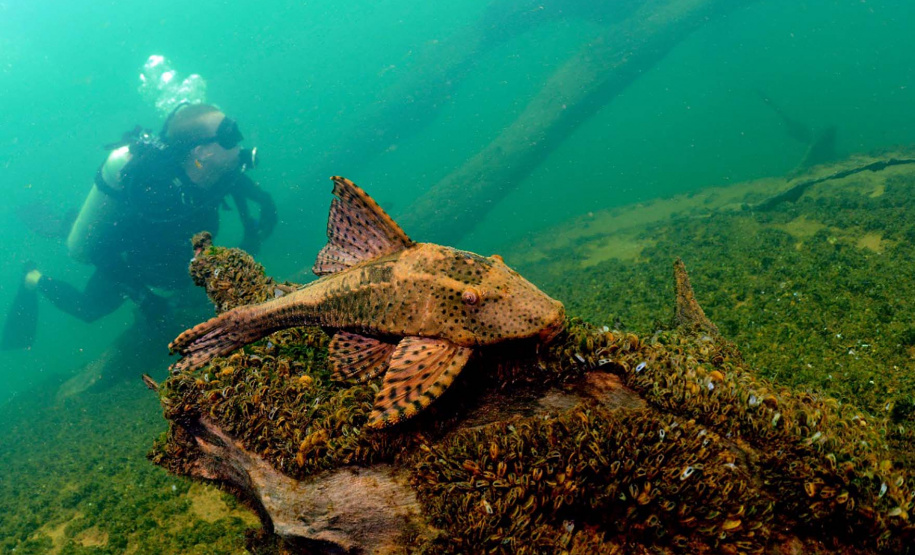 Localizado no Noroeste do Paraná, a cerca de 173 quilômetros de Maringá,  Porto Rico vem se tornando um destino cada vez mais procurado para férias e lazer nos fins de semana. O município de pouco mais de 3 mil habitantes é banhado pelo Rio Paraná, o que propicia aproveitar praias de água doce, a prática de esportes aquáticos, passeios de barco e lancha, além da pesca. Curitiba, 08-11-2019-Foto: Fabio Dias/Acervo EPR